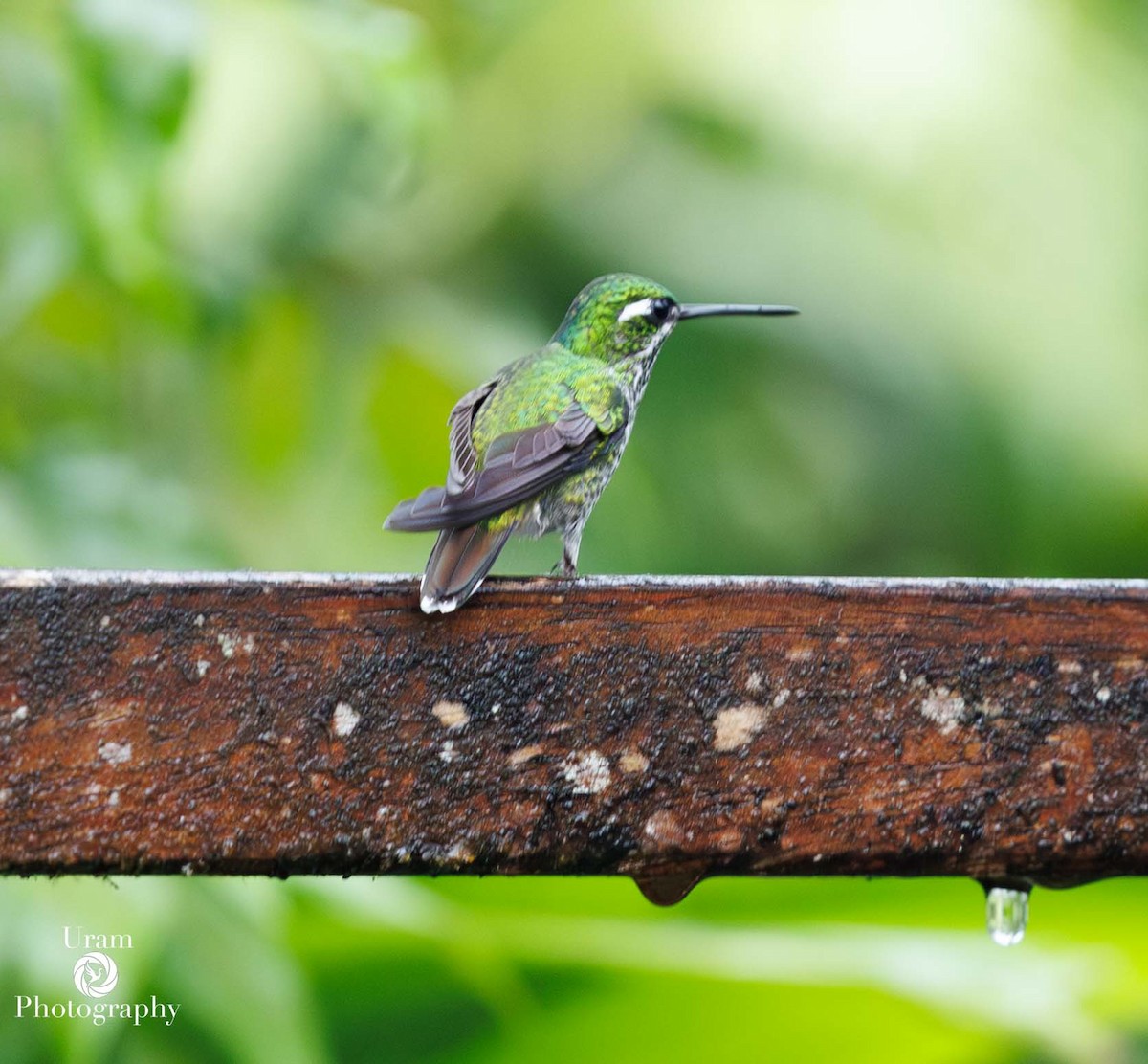 Purple-bibbed Whitetip - ML649585651