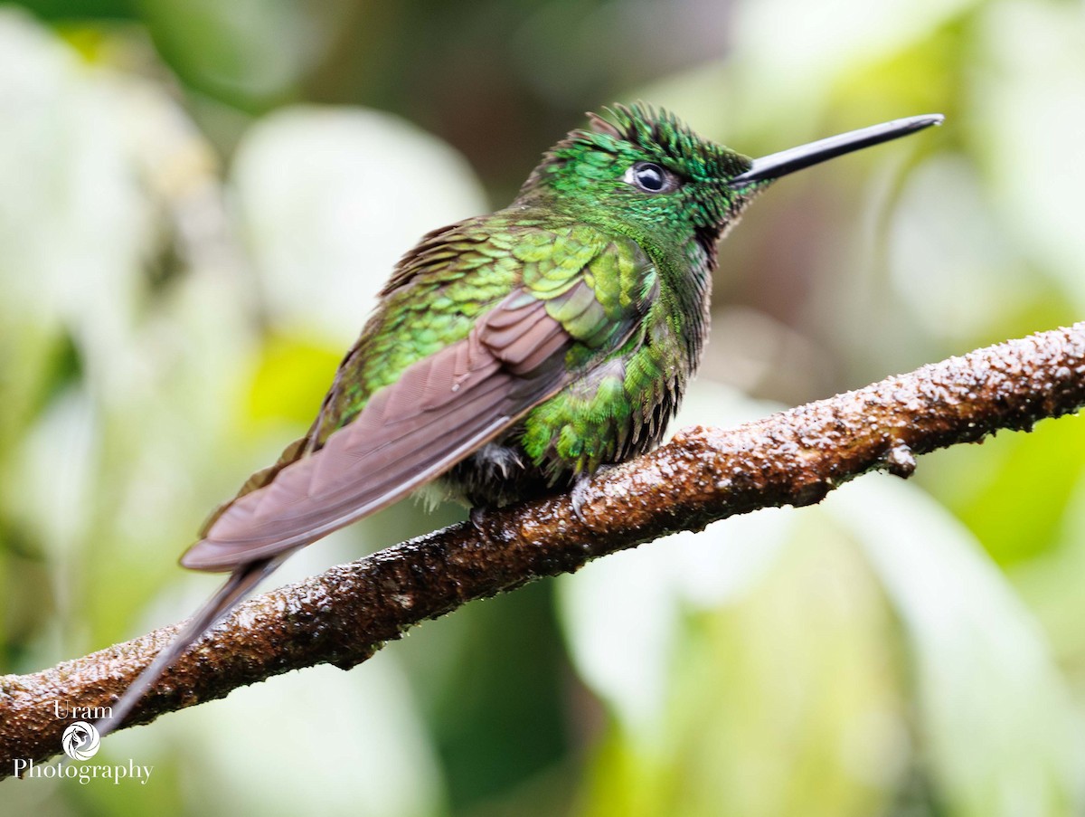 Empress Brilliant - ML649585659