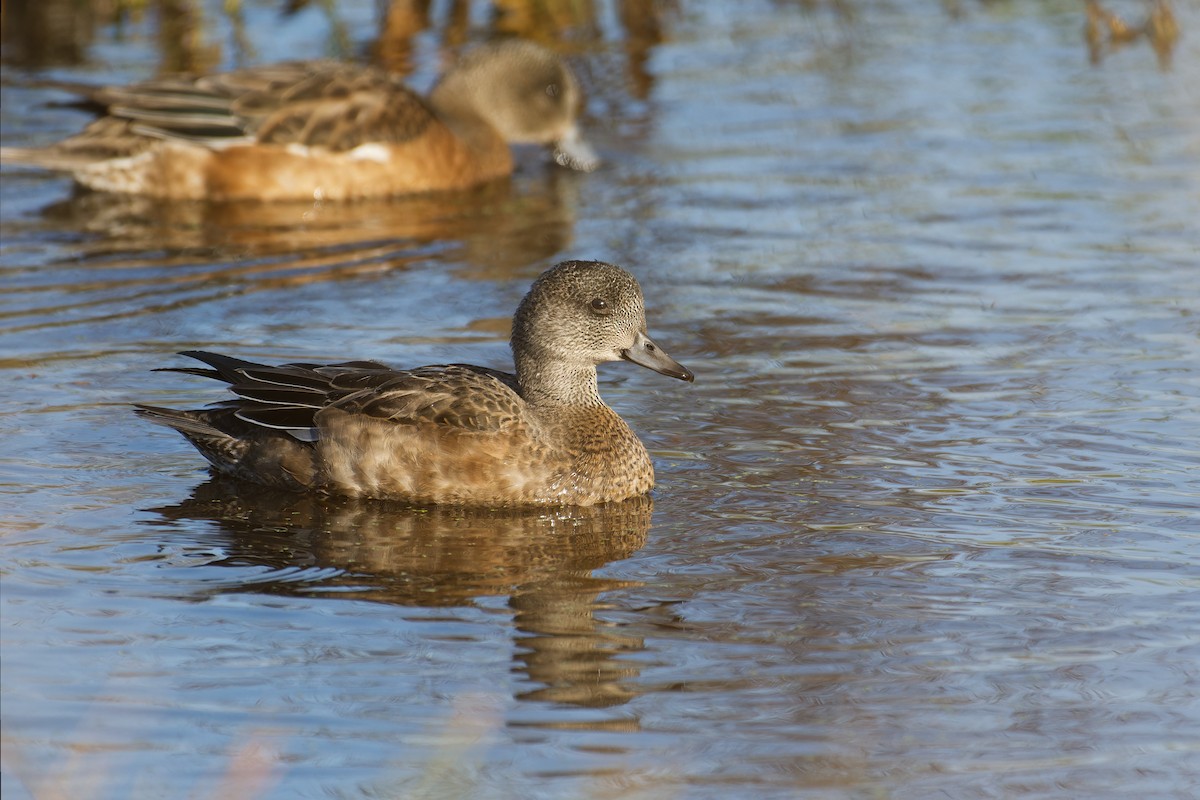 American Wigeon - ML649585839