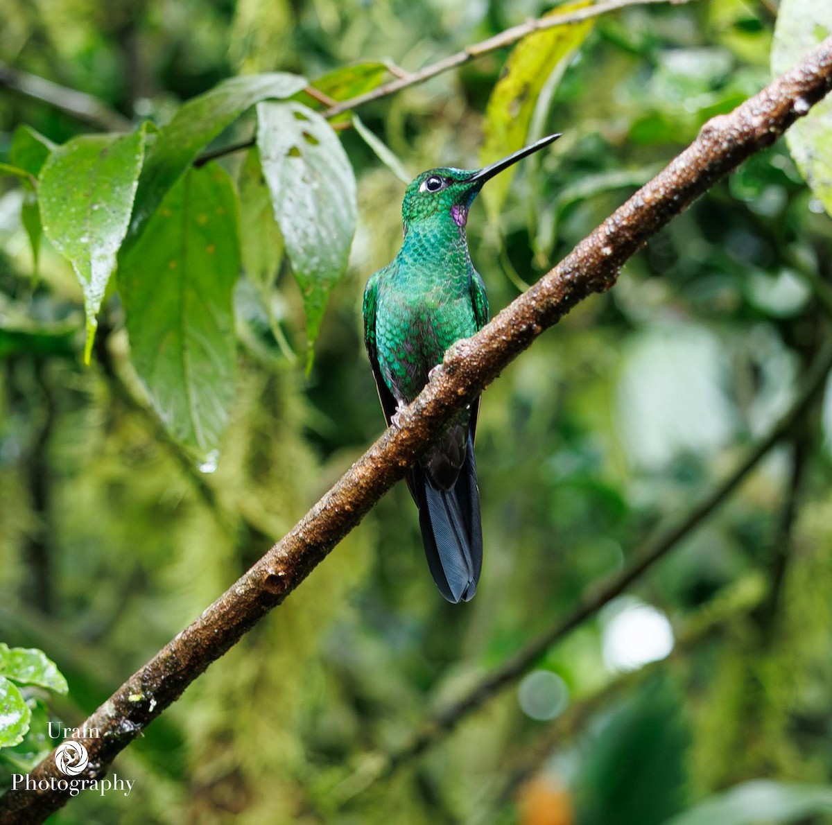 Empress Brilliant - ML649585951