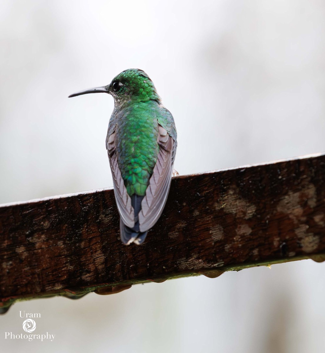 Green-crowned Brilliant - ML649586224