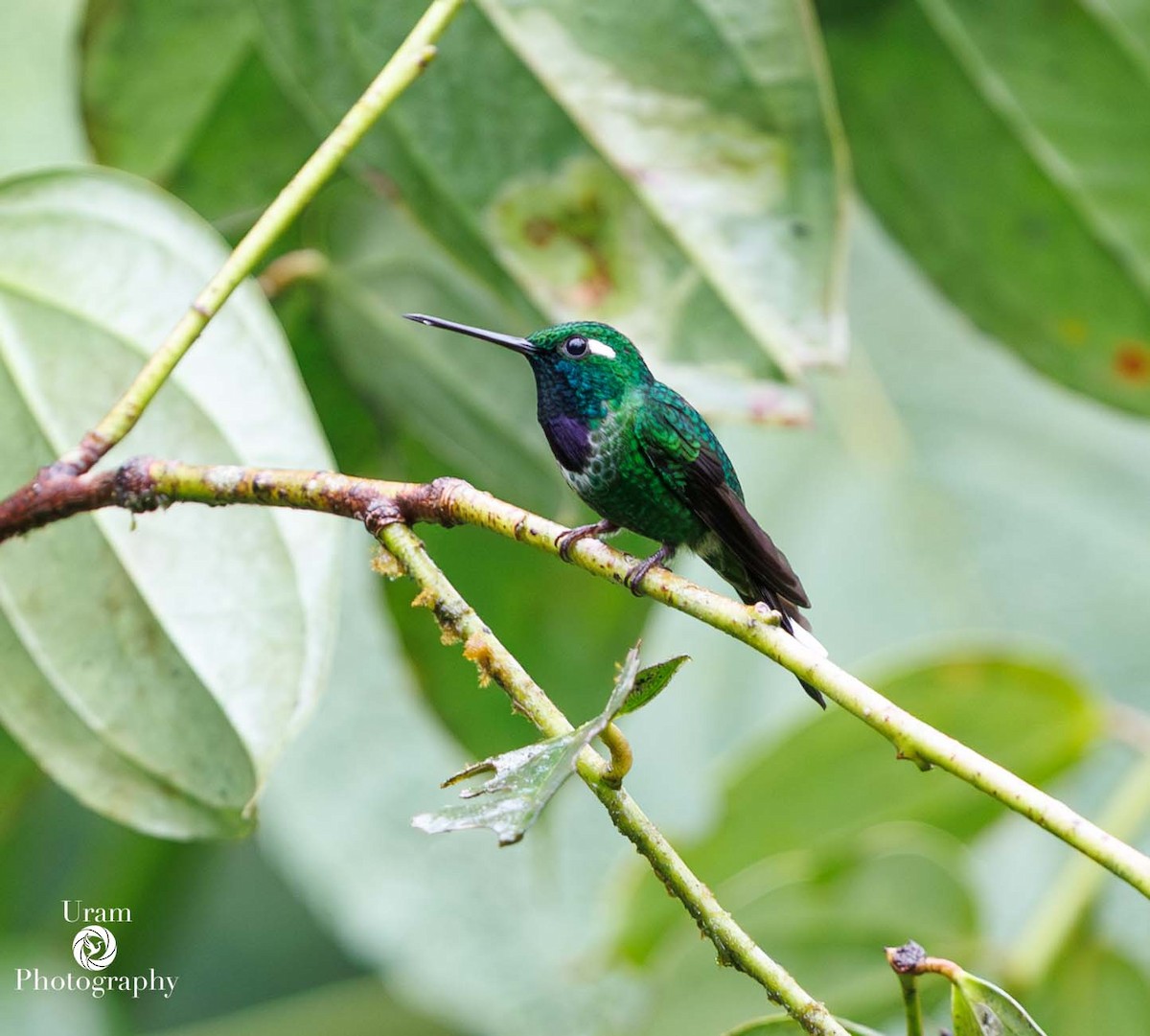 Purple-bibbed Whitetip - ML649586344