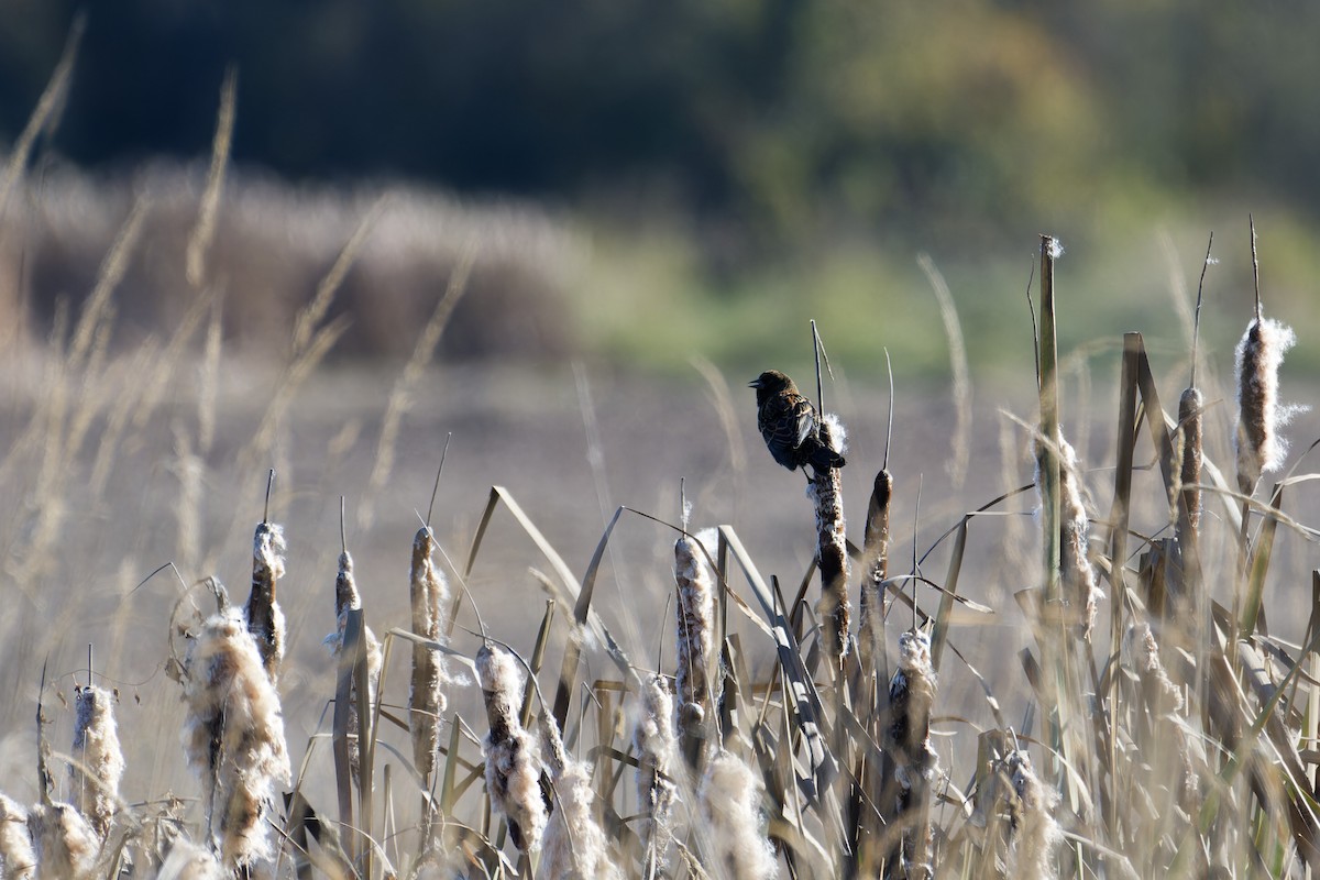 Red-winged Blackbird - ML649586373