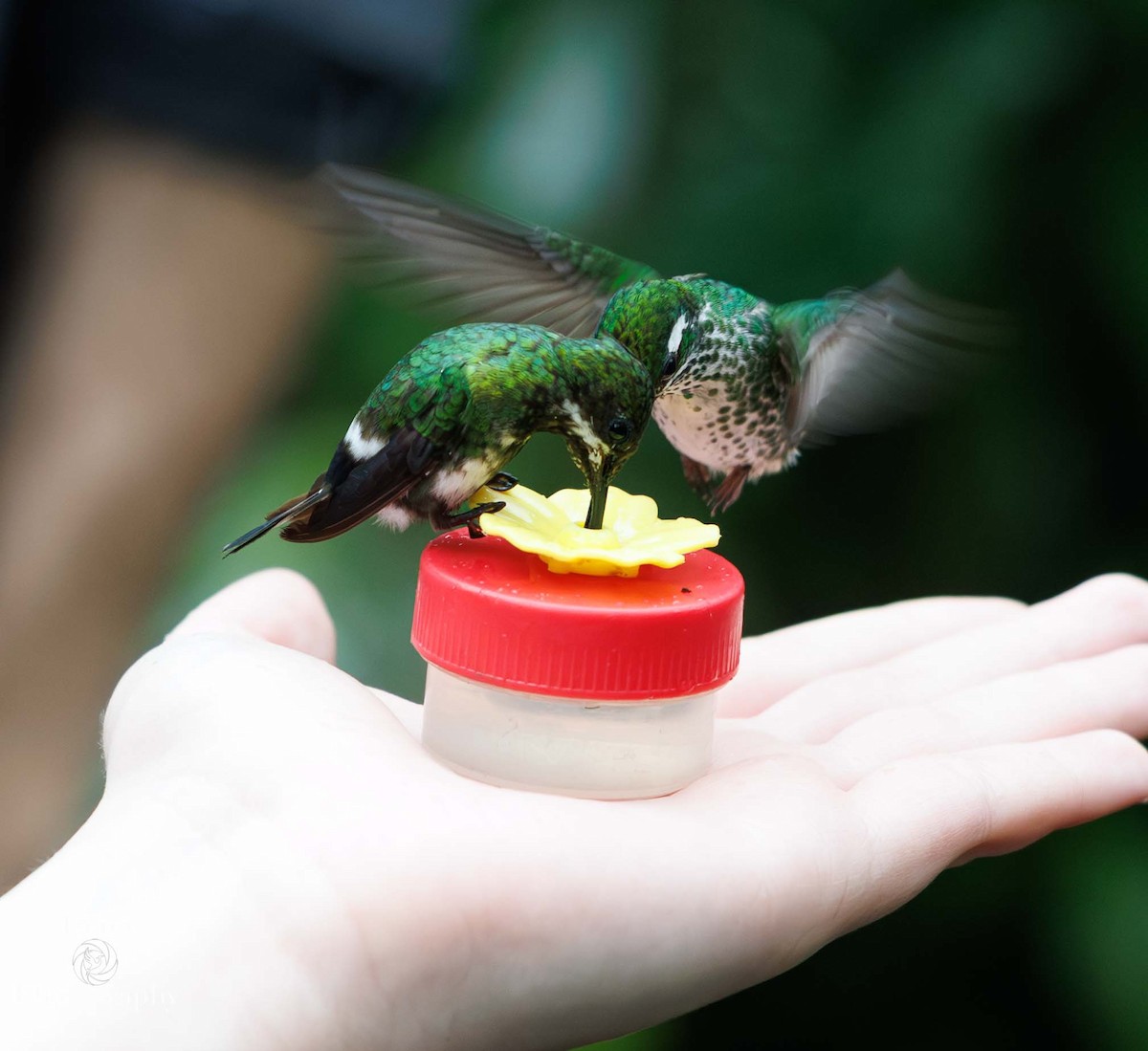 Green Thorntail - ML649587109