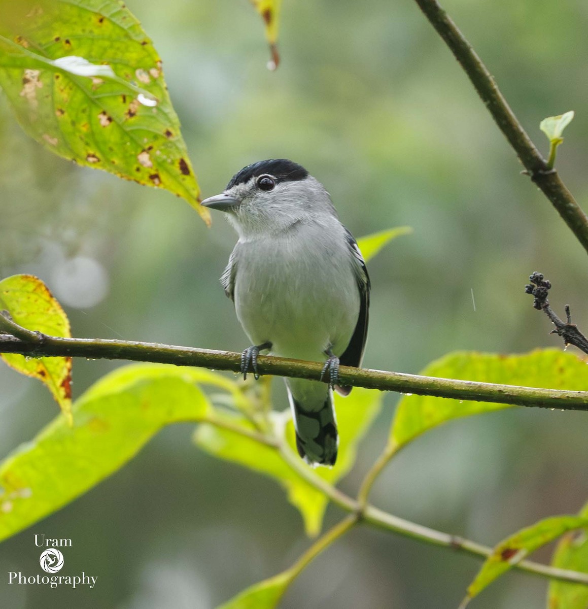 Cryptic Becard - ML649587456