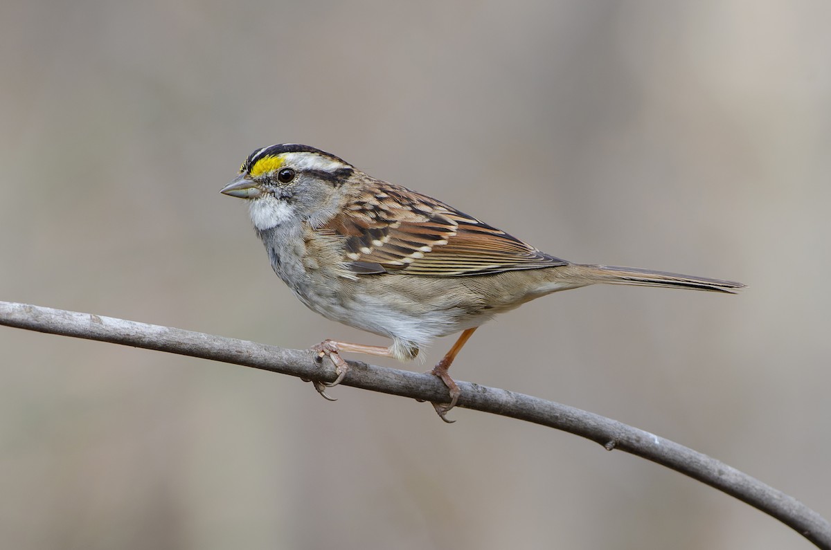 strnadec bělohrdlý - ML649588125