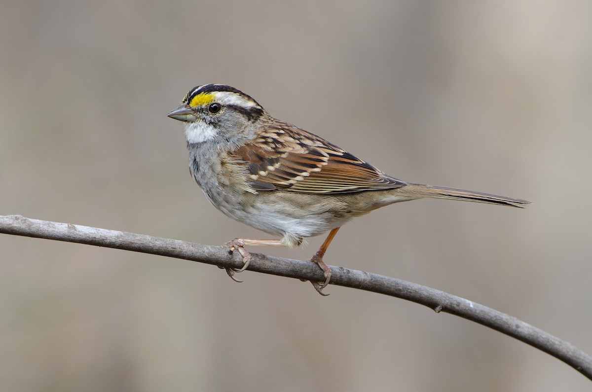 strnadec bělohrdlý - ML649588126