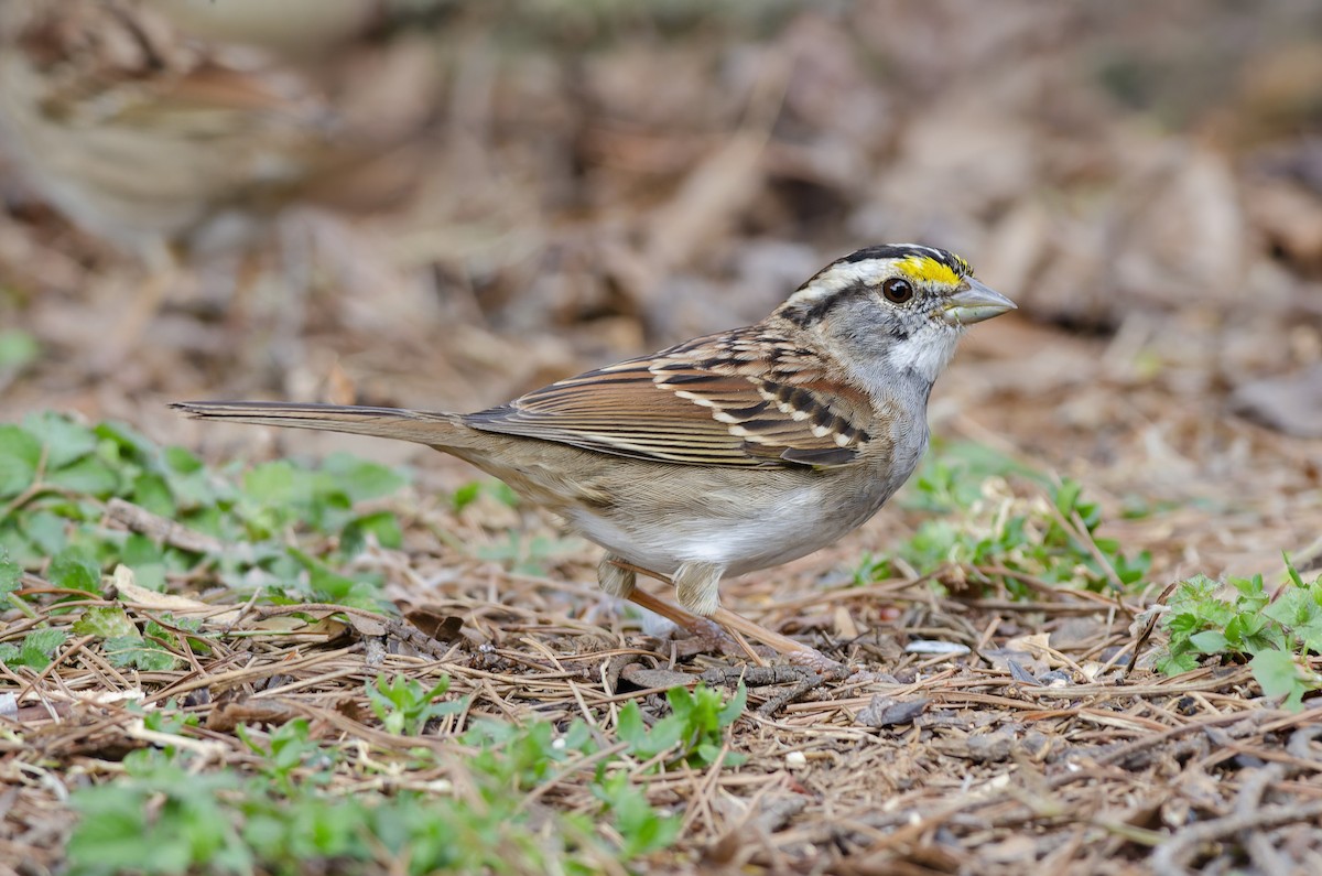 strnadec bělohrdlý - ML649588127