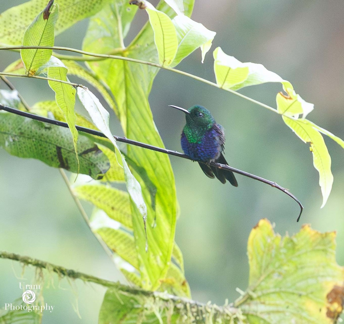 Crowned Woodnymph (Green-crowned) - ML649588581