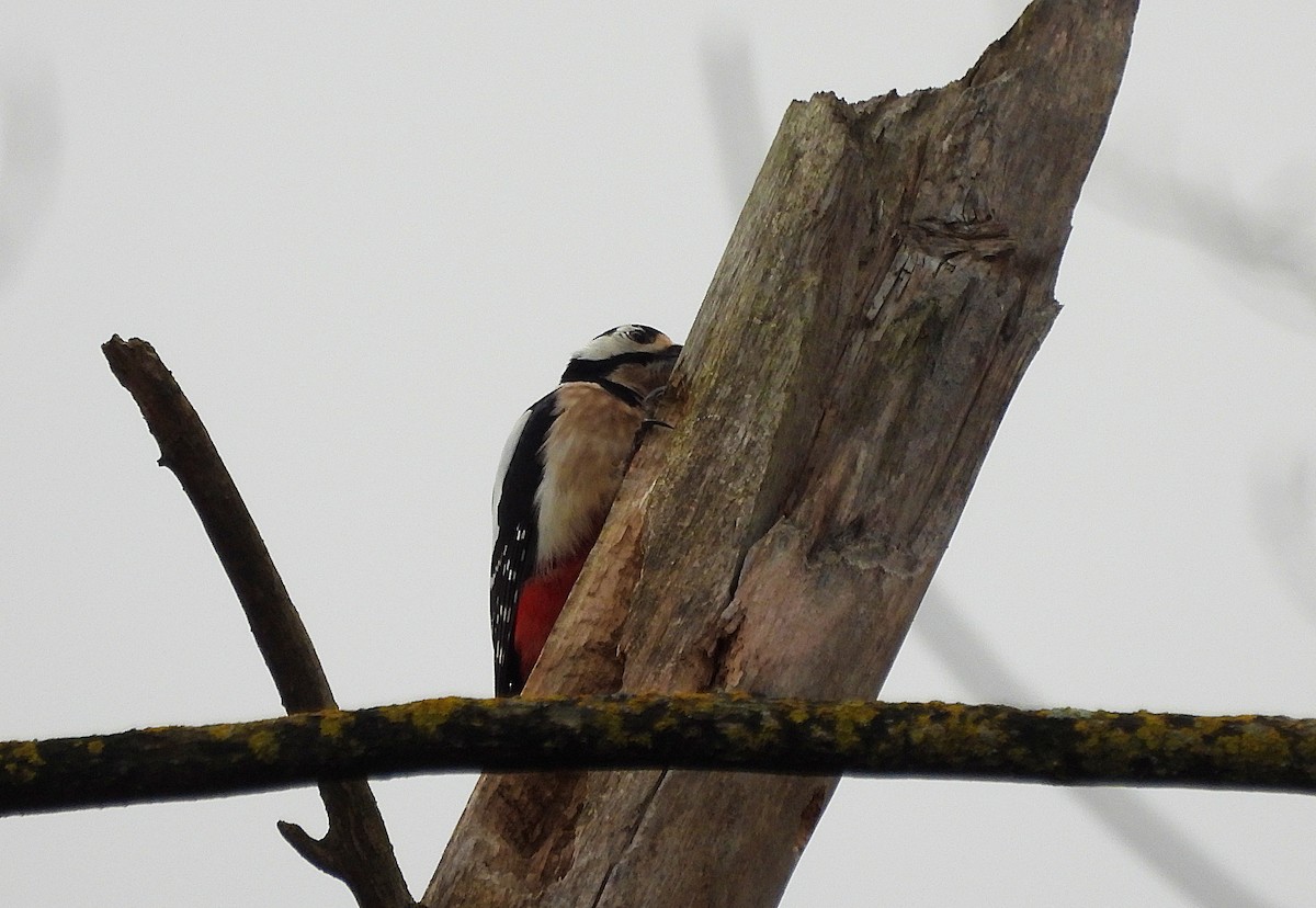 Great Spotted Woodpecker - ML649588636