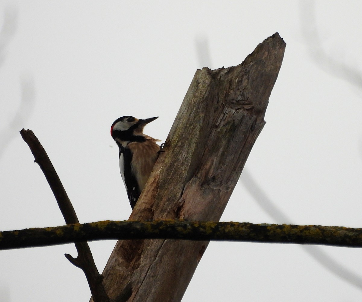 Great Spotted Woodpecker - ML649588637
