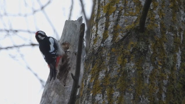Great Spotted Woodpecker - ML649588850