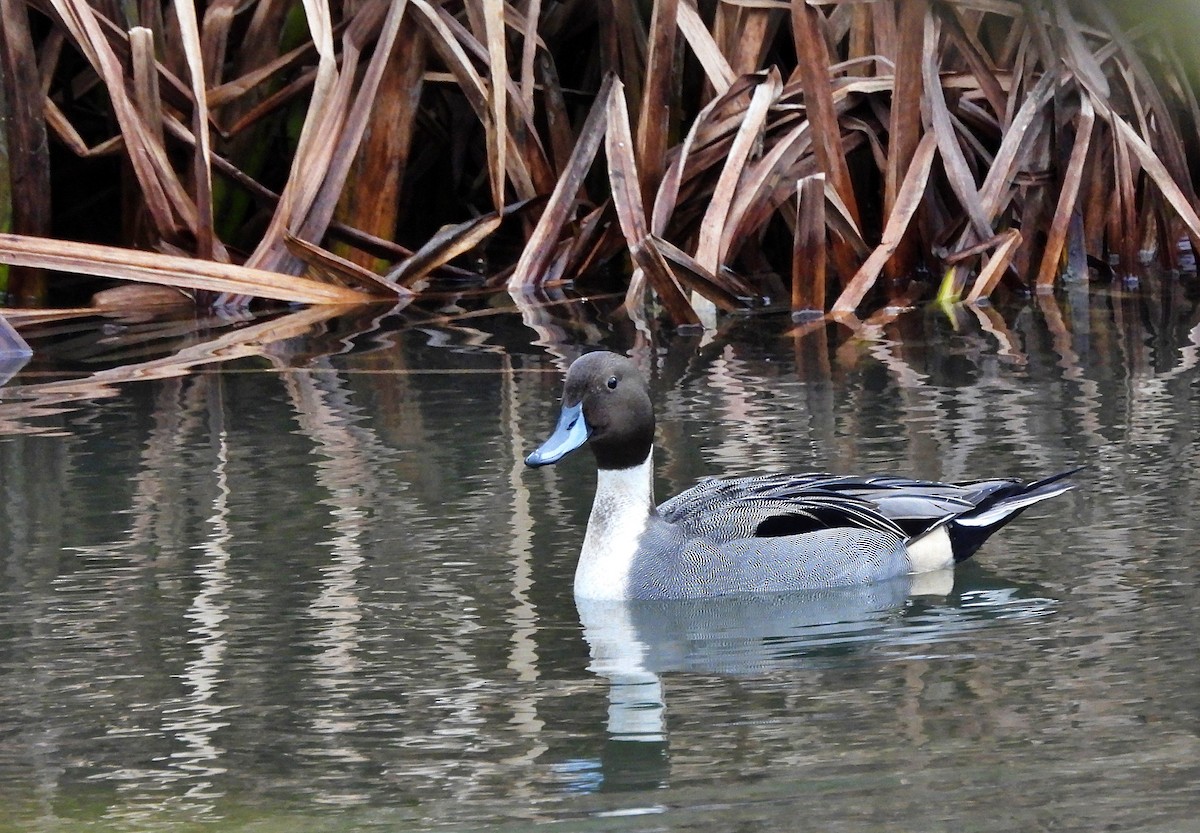 Northern Pintail - ML649589004