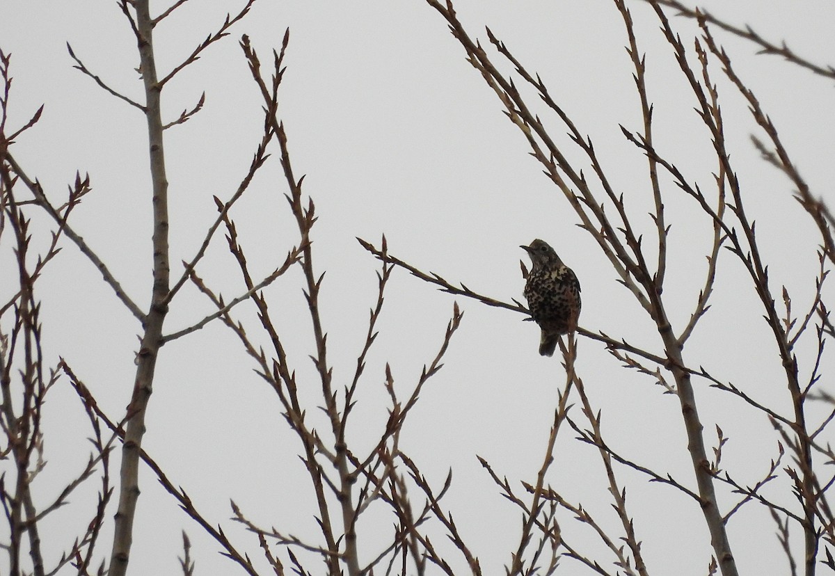 Mistle Thrush - ML649589093