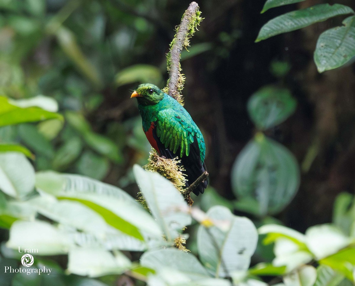 Golden-headed Quetzal - ML649589185