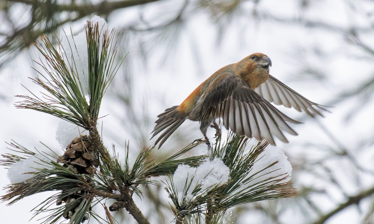Parrot Crossbill - ML649589890