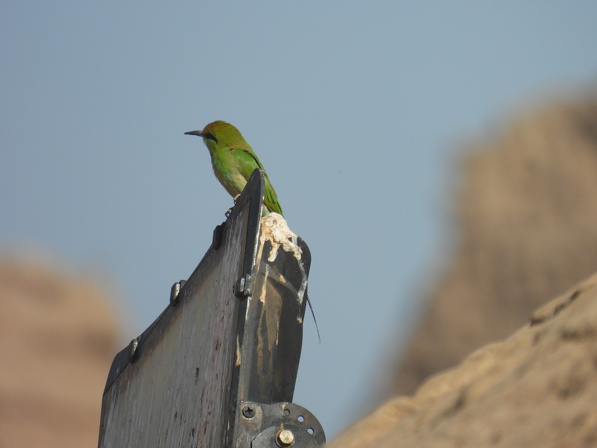African Green Bee-eater - ML649590291