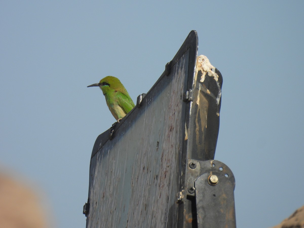 African Green Bee-eater - ML649590299