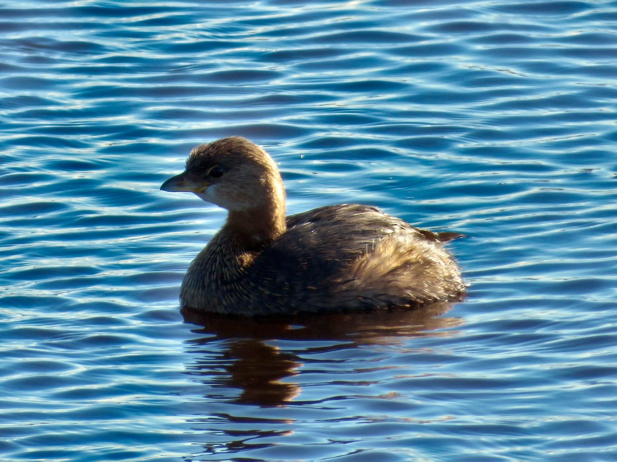 Pied-billed Grebe - ML649590845