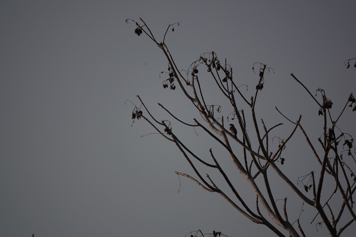 Lesser Honeyguide (Lesser) - ML649591348