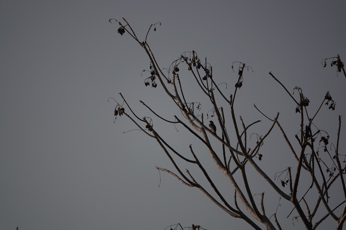 Lesser Honeyguide (Lesser) - ML649591349