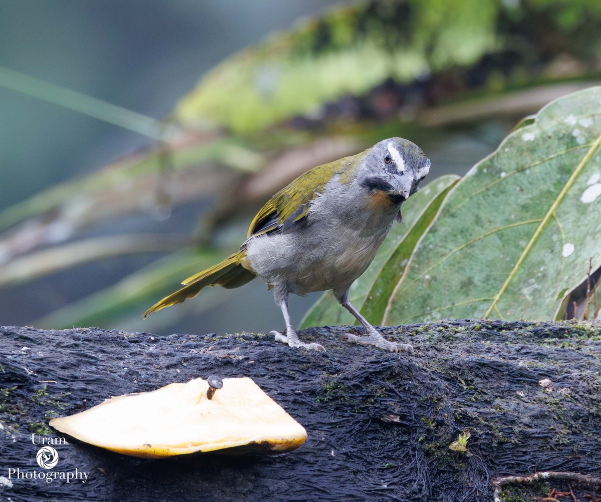 Buff-throated Saltator - ML649591368