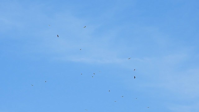 kondor havranovitý - ML649591714