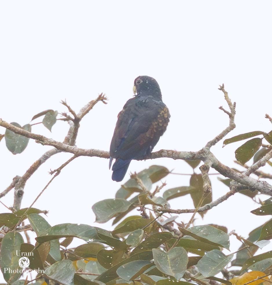 Bronze-winged Parrot - ML649591722
