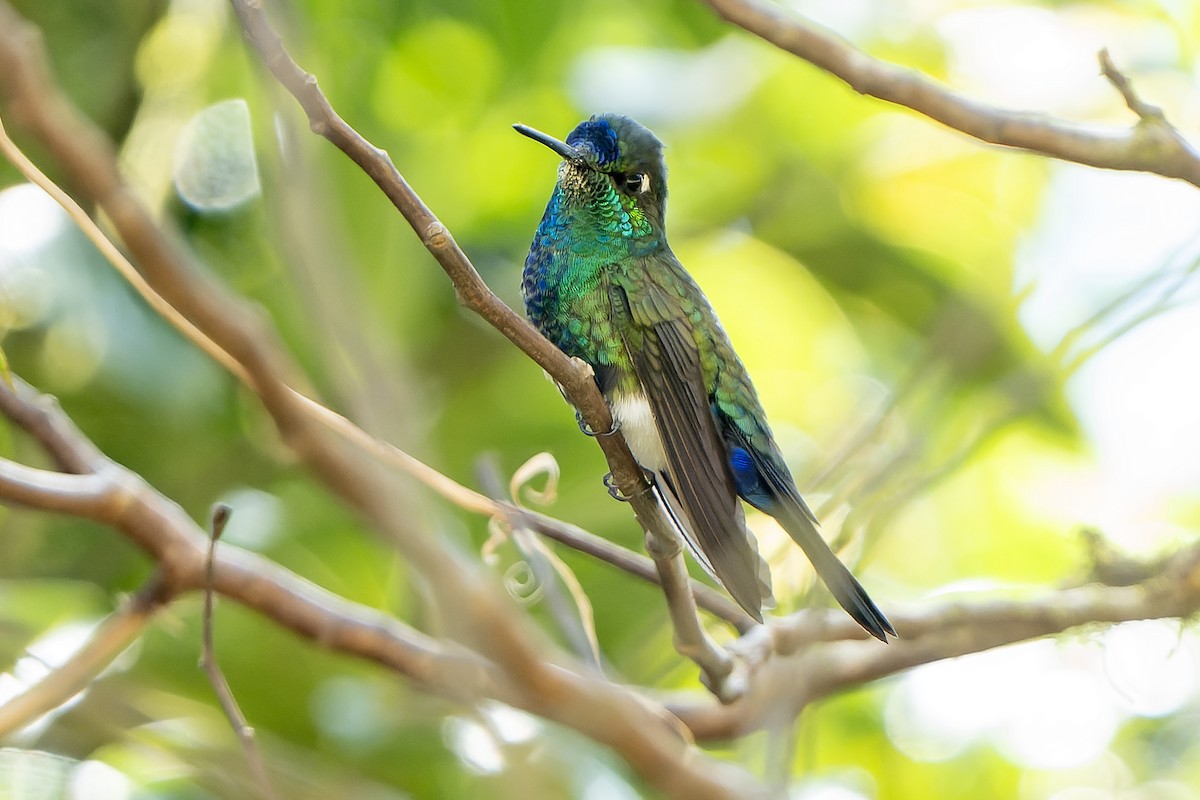 Blaustirn-Höschenkolibri - ML649592451