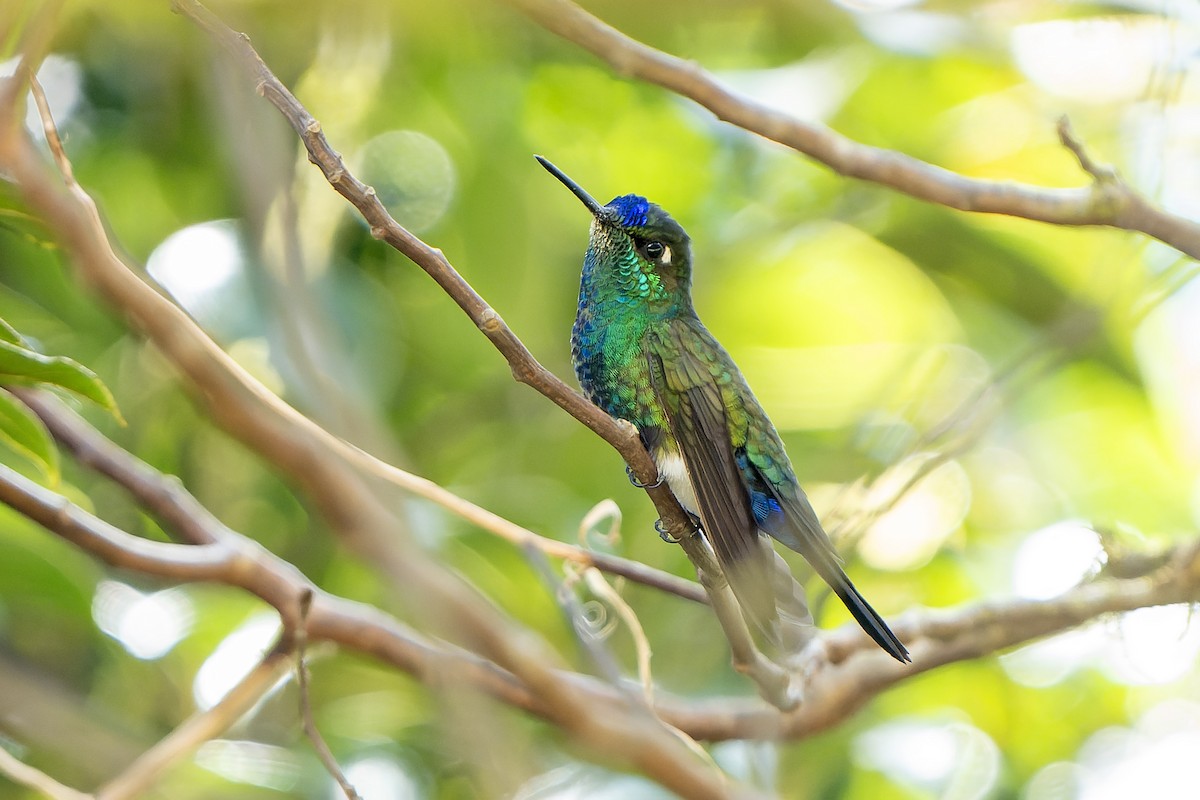 Blaustirn-Höschenkolibri - ML649592462