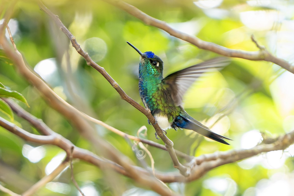 Blaustirn-Höschenkolibri - ML649592463