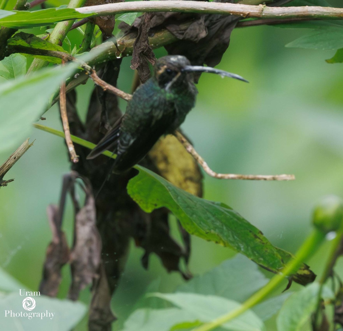 White-whiskered Hermit - ML649592506