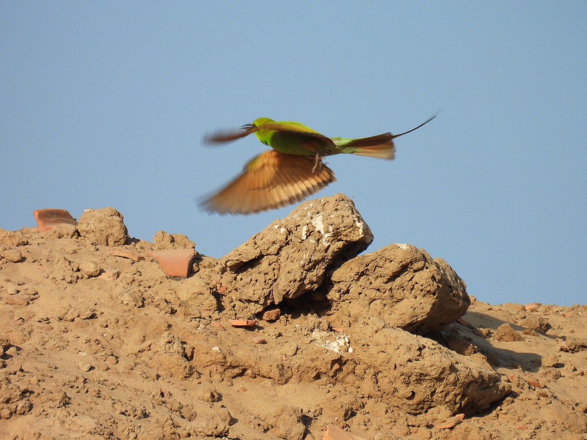 African Green Bee-eater - ML649592717