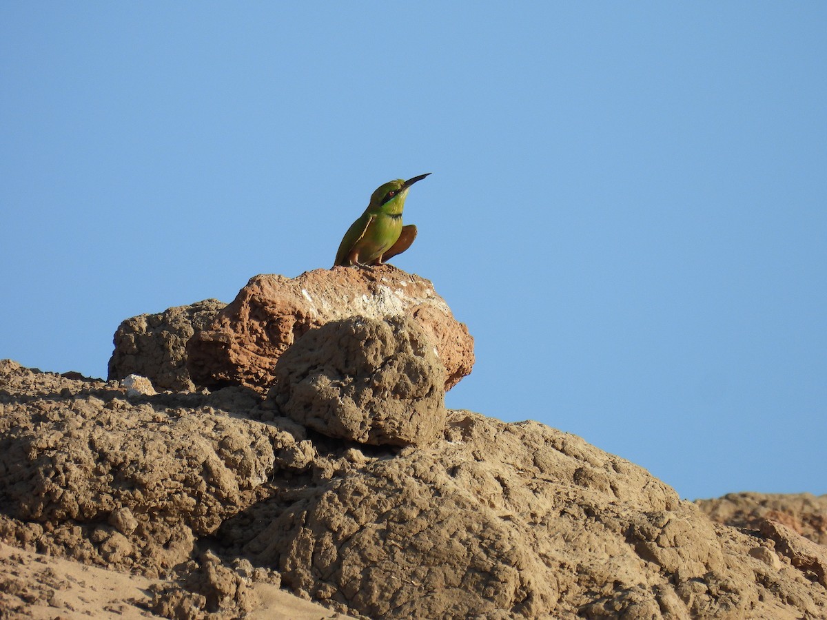 African Green Bee-eater - ML649592720