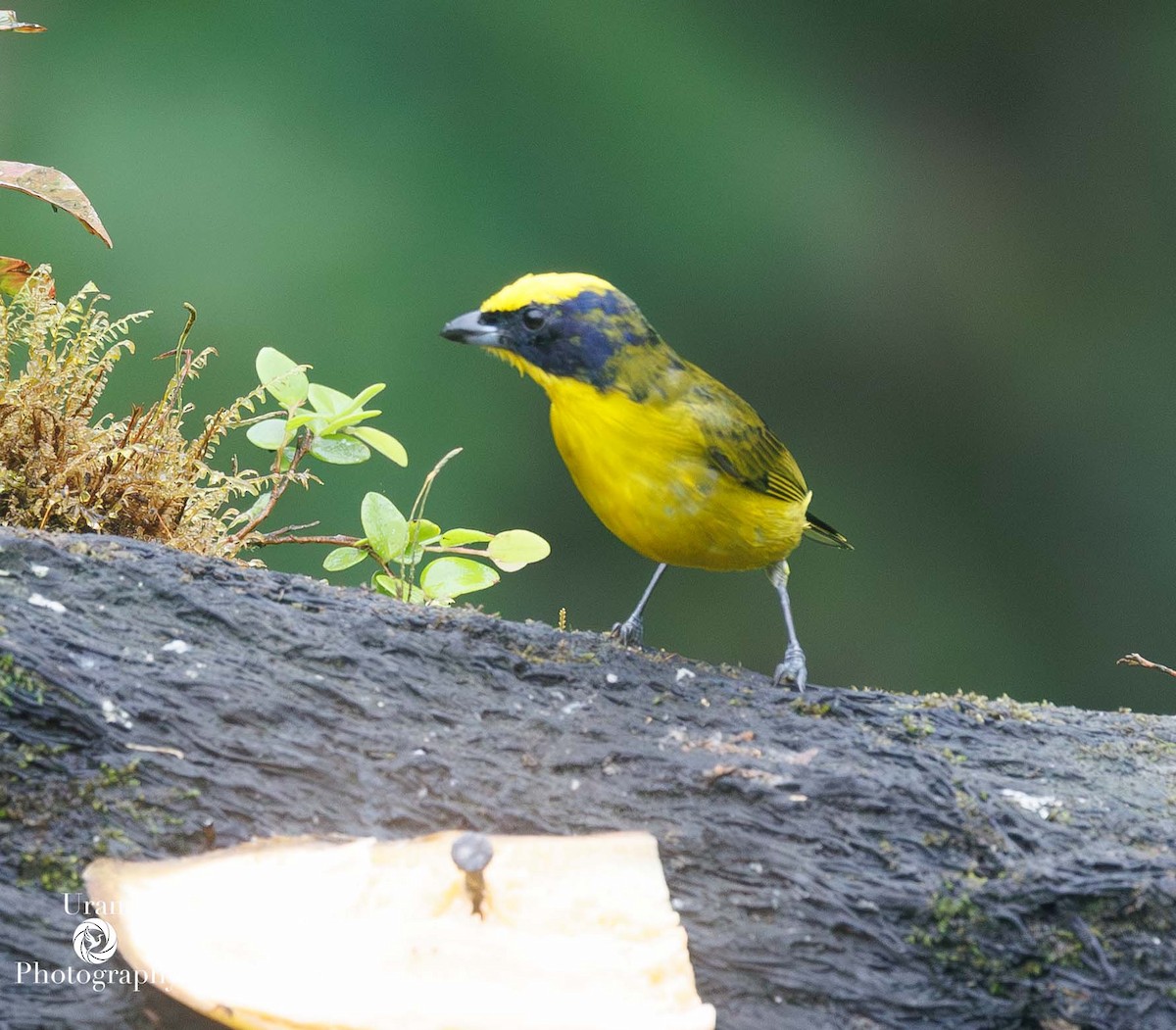 Thick-billed Euphonia - ML649592756