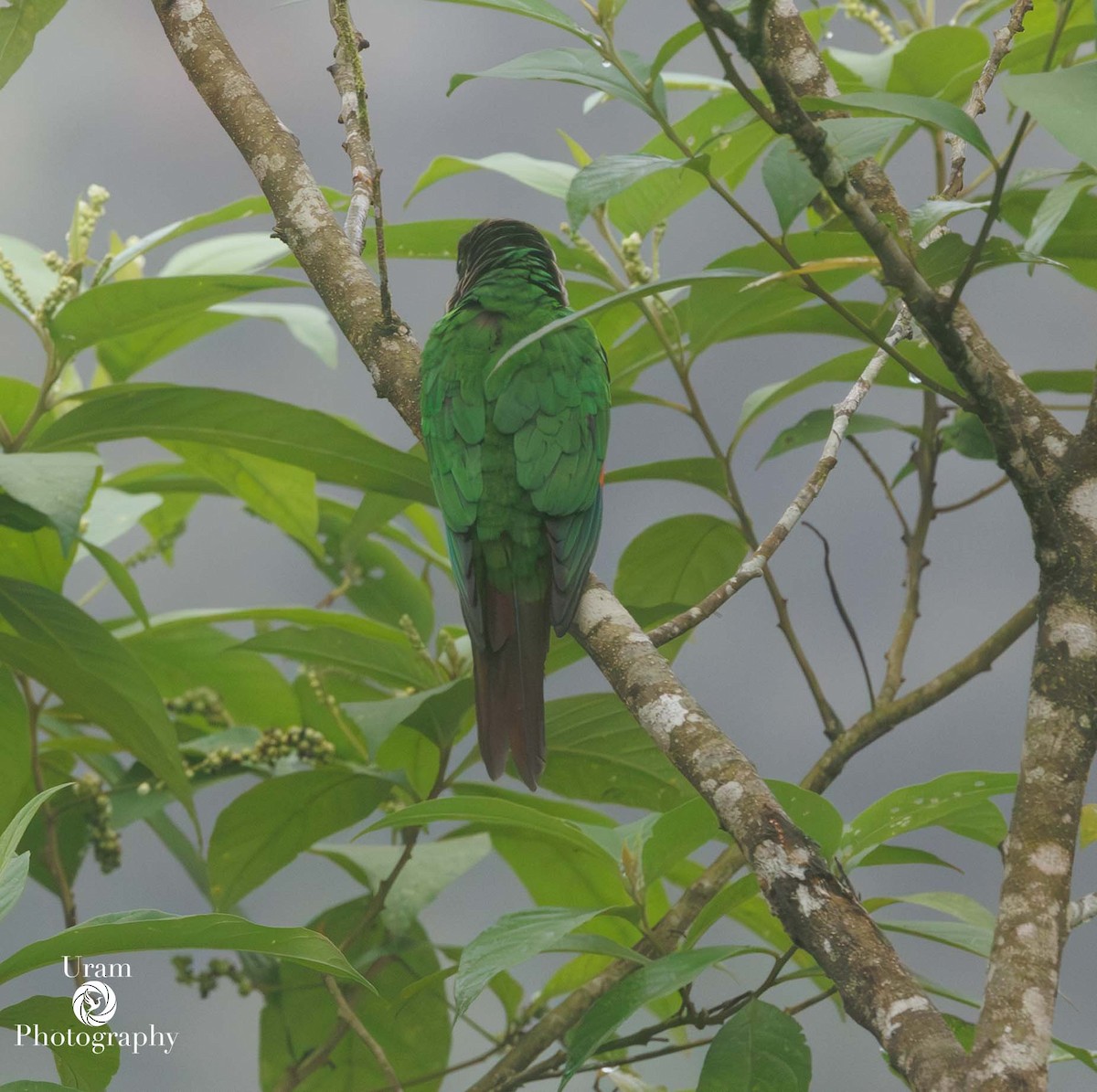 Maroon-tailed Parakeet - ML649593238