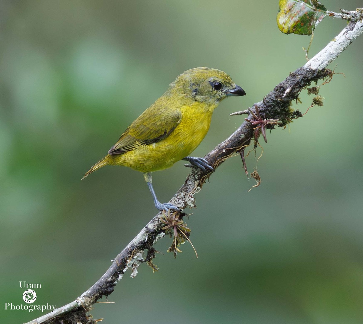 Thick-billed Euphonia - ML649593252