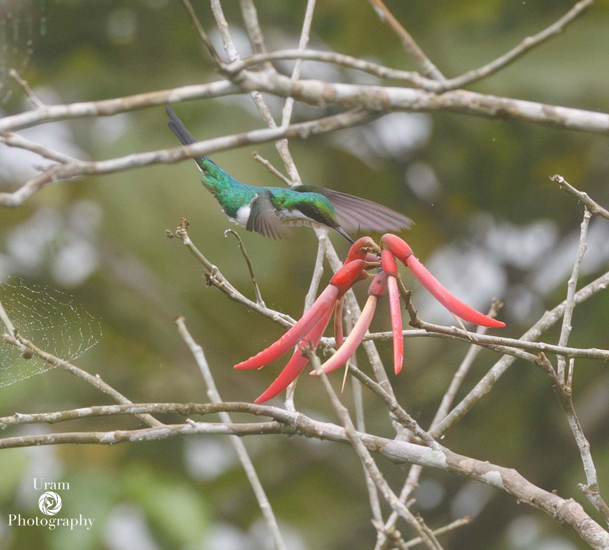 Purple-crowned Fairy - ML649593428