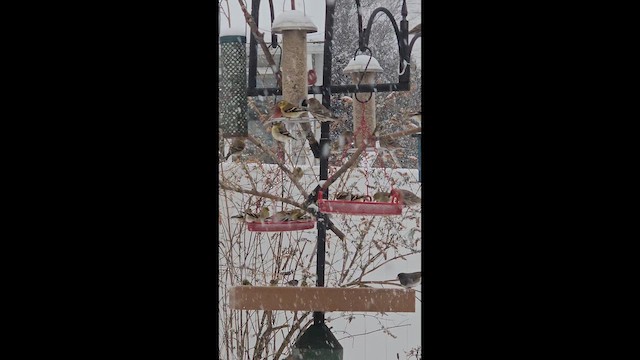 Goldzeisig - ML649593485