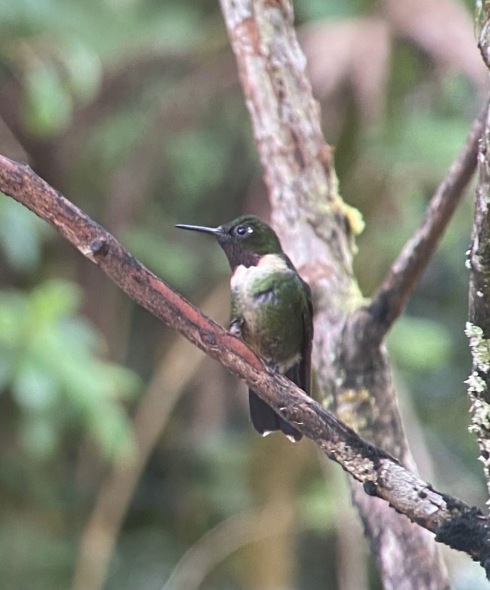 Amethyst-throated Sunangel - ML649593725
