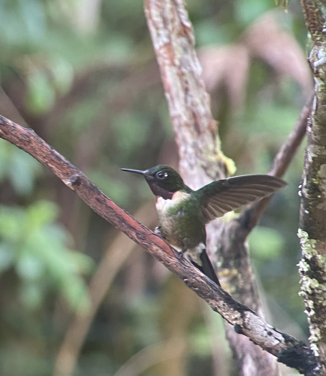 Amethyst-throated Sunangel - ML649593727