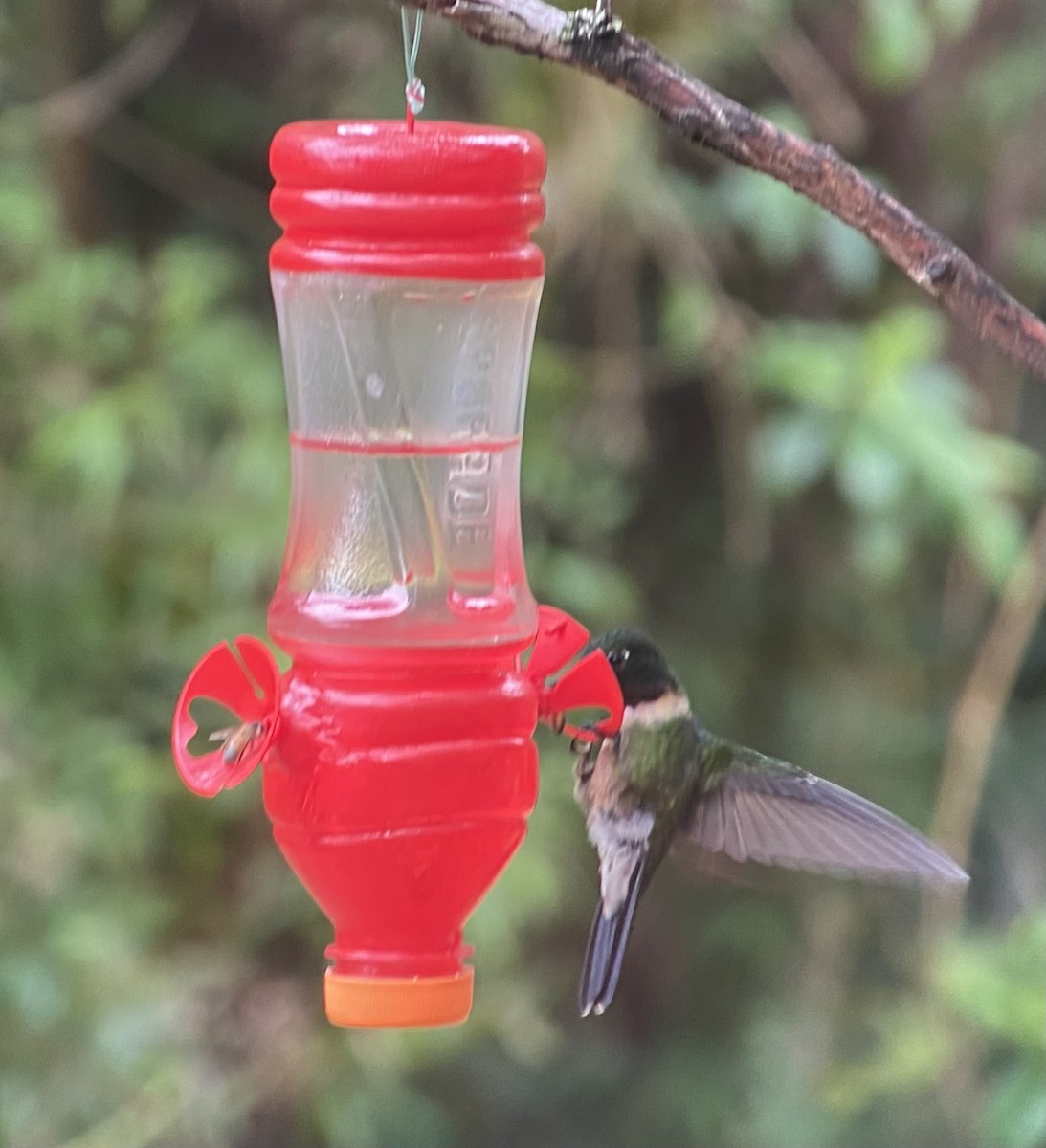 Amethyst-throated Sunangel - ML649593728