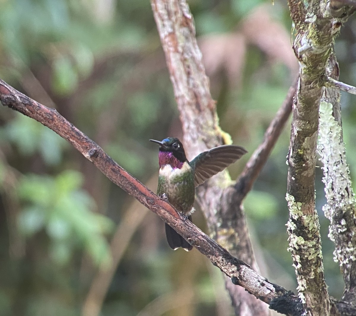 Amethyst-throated Sunangel - ML649593729
