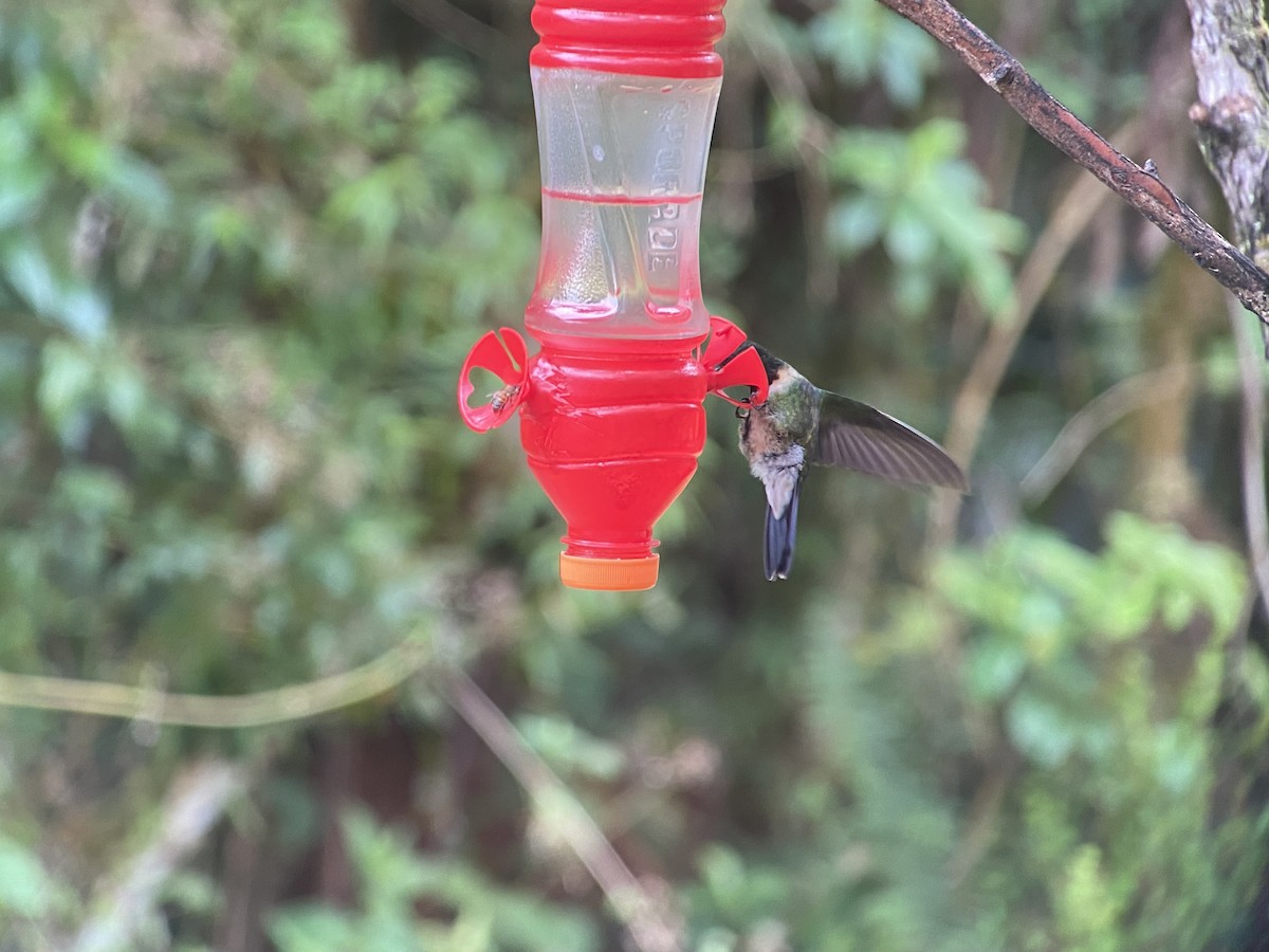 Amethyst-throated Sunangel - ML649593730