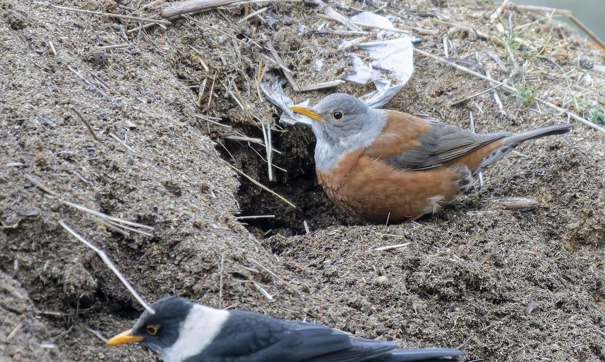 Chestnut Thrush - ML649593927