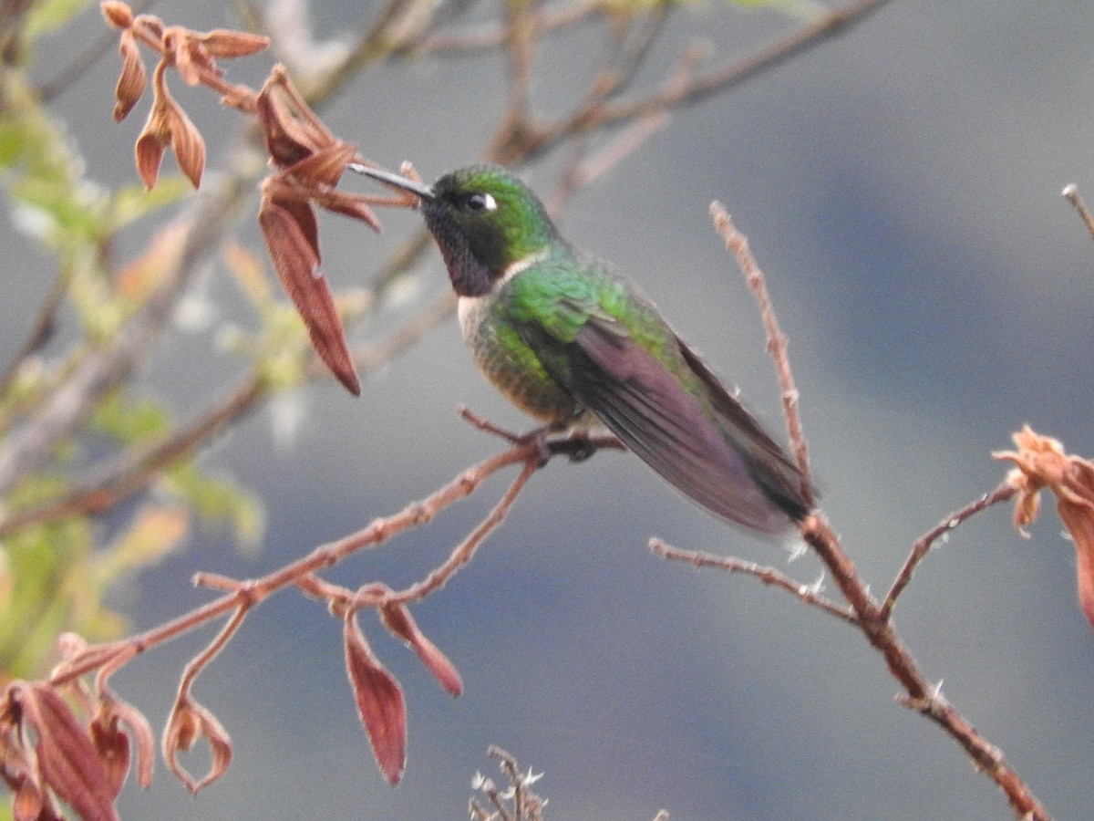 Amethyst-throated Sunangel - ML649594425