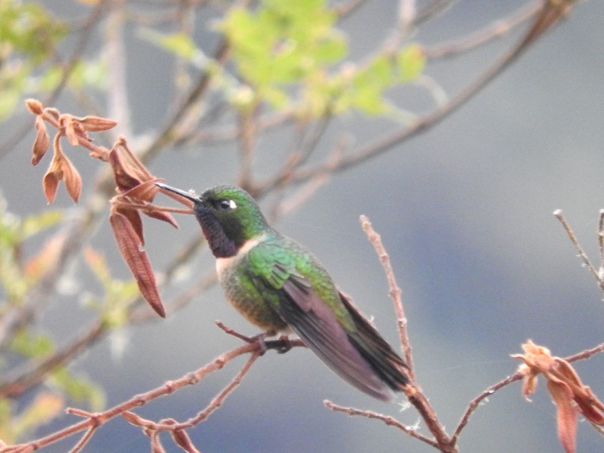 Amethyst-throated Sunangel - ML649594427