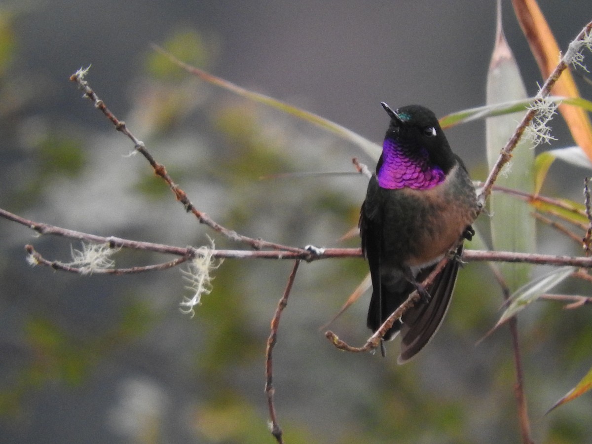Amethyst-throated Sunangel - ML649594436