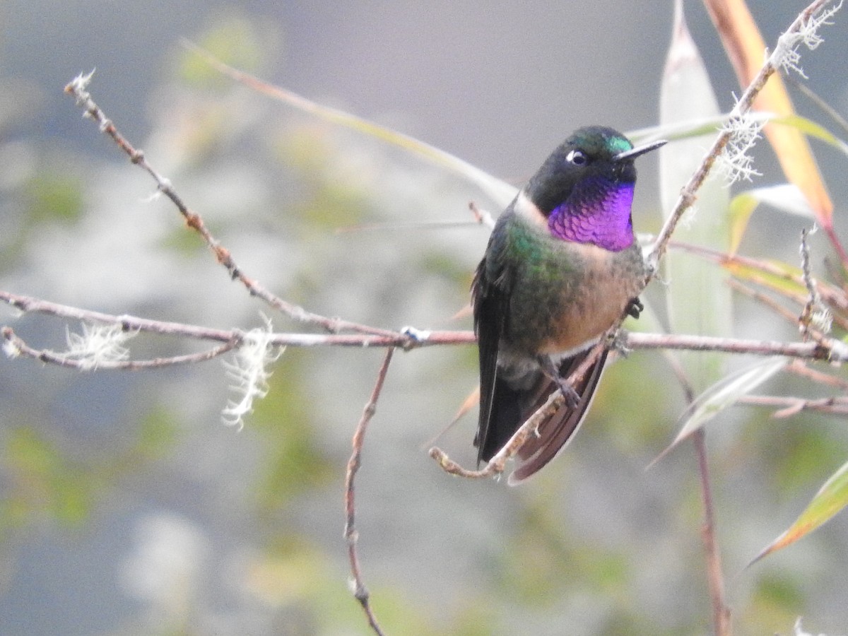 Amethyst-throated Sunangel - ML649594444