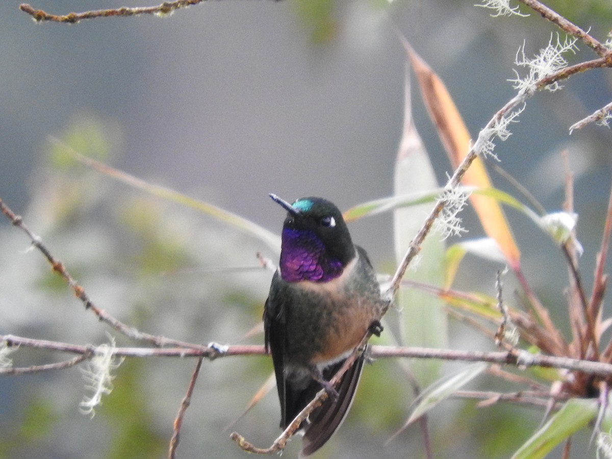 Amethyst-throated Sunangel - ML649594447